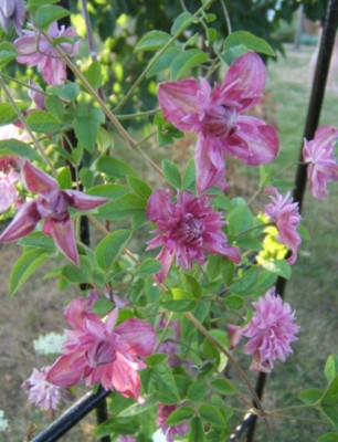 C._purpurea_plena_elegans.JPG