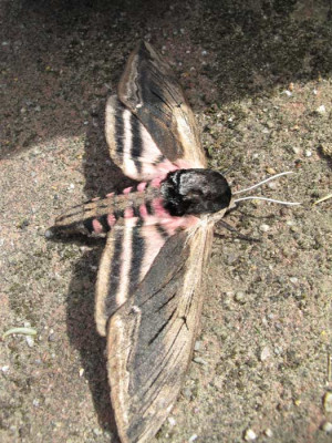 ligusterschwaermer_2010.jpg