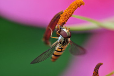 Schwebfliege.JPG