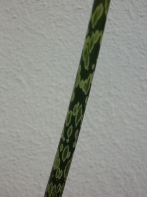 A._yunnanensis_Stiel_900x900_80KB.jpg