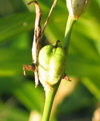 gladiolus-palusstris-samen-ax.jpg