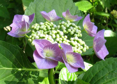 Hydrangea_macrophylla_Blaumeise_800x600.jpg