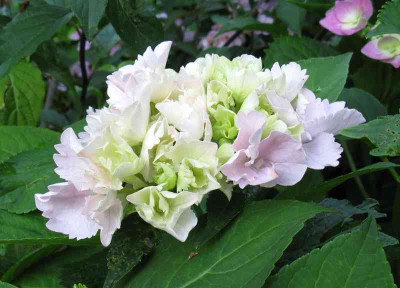 Hydrangea_macrophylla_Albrechtsburg_800x600.jpg