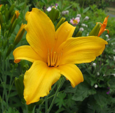 Hemerocallis_gelb_hoch_3_800x600.jpg