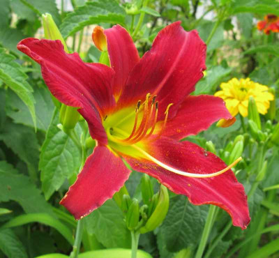 Hemerocallis_rot_3_800x600.jpg
