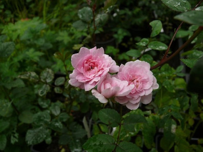 Cornelia_Sa.0801_241.JPG