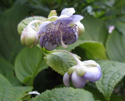 Deinanthe_bifida_2010_800x600.jpg