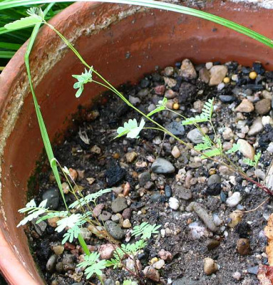 mimosa-nuttallii-axel1a.jpg
