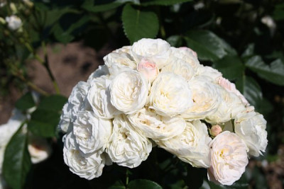 bouquet_parfait.jpg