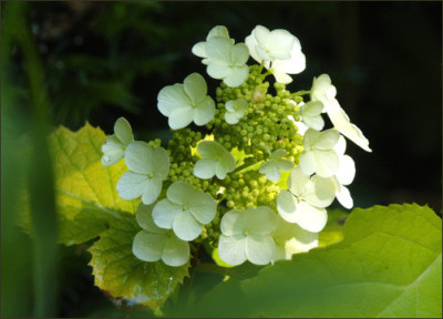 quercifolia_LITTLE_HONEY.jpg