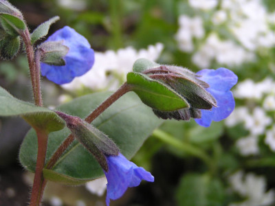 blue_ensign_mit_pachyphragma.jpg