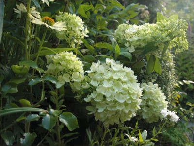 Hydrangea_panic._Bombshell.jpg