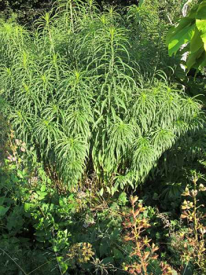 orgyalis1_ue.jpg