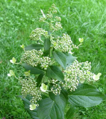 Hydrangea_paniculata_Samling_2008_1_800x600.jpg