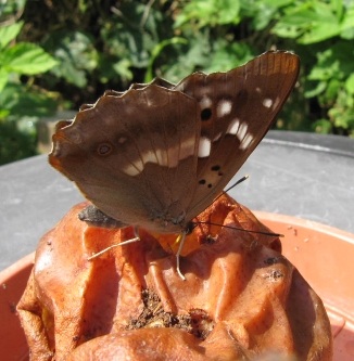 Kleiner_Schillerfalter_100721_a.jpg