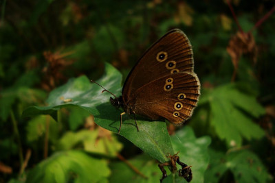 brauner_waldvogel_zg.jpg