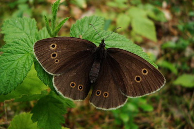 brauner_waldvogel_zg1.jpg