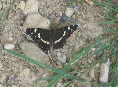 aasschmetterling.JPG