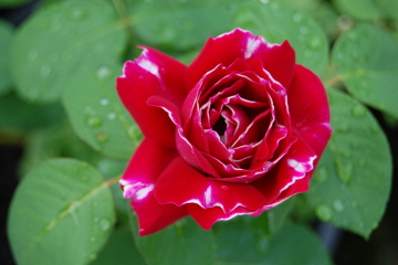 BGdlA07-10.jpg