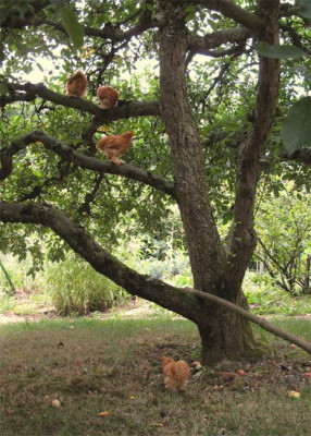 Huehner_apfelbaum.jpg