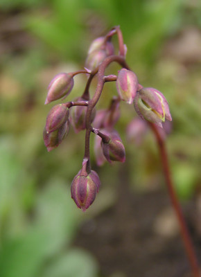 grandiflorum_lilafee.jpg