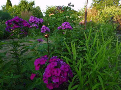 phlox_und_gras_2010_zg2.jpg