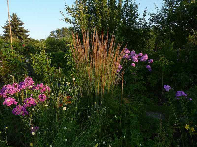 phlox_und_gras_2010_zg.jpg