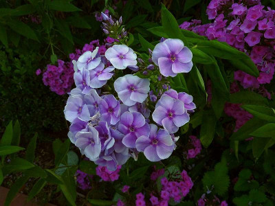 graefin_von_schwerin_pink_noname_2010_zg2.jpg