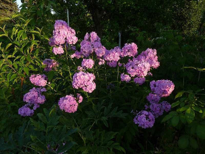 zur_linden_saemling_2010_zg.jpg