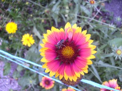 Bienenblume.jpg
