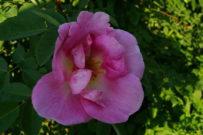 nevada_in_rosa_2010.jpg