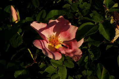 nevada_in_rosa_2010_2.jpg