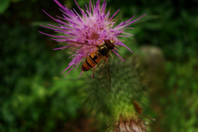 schwebfliege_2010_zg.jpg