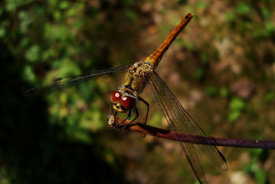 libelle_juli2010_zg.jpg