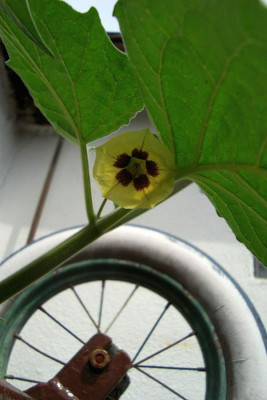 physalis_2010_zg.jpg
