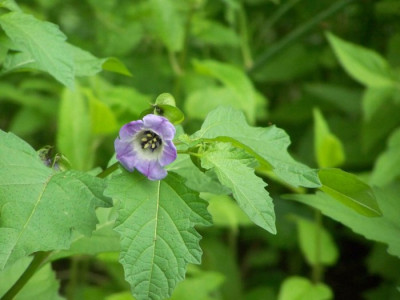2010_Lampionblume.jpg