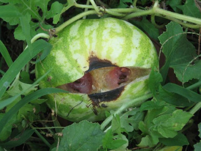 geplatzte-wassermelone.jpg