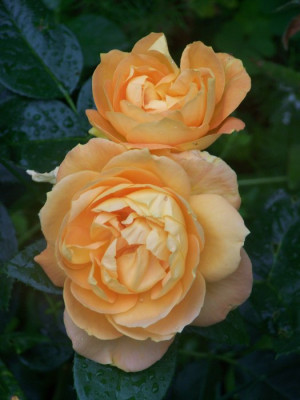 2010_Bernstein_Rose.jpg