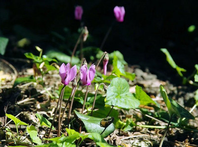 p_SDIM0886_Cyc_purpurascens.jpg