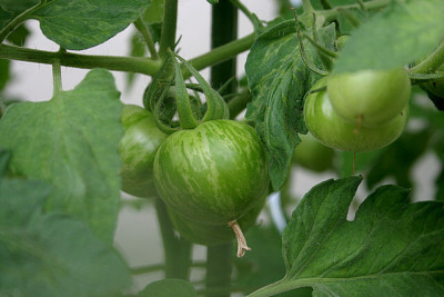 Tomaten0610.jpg
