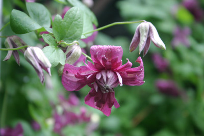 Cl.vit.purpurea_Plena_Elegans0110.jpg