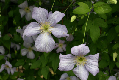 Cl.vit.Emilia_Plater2510.jpg