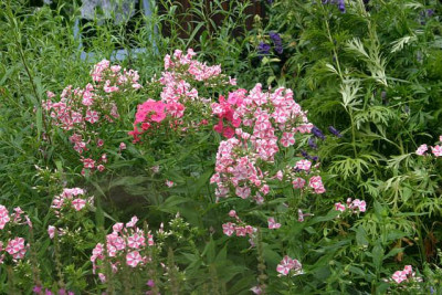 Phlox2010.jpg