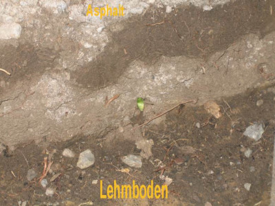 kuckuckdabinichwieder.JPG