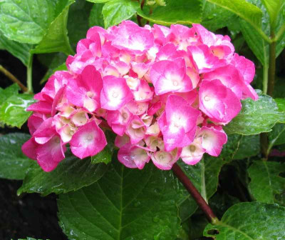 Hydrangea_macrophylla_Oregon_Pride_800x600.jpg