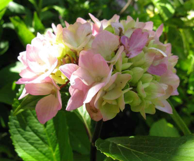H_macr_Nigra_800x600.JPG