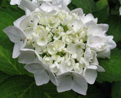 Hydrangea_macrophylla_Soeur_Therese_800x600.jpg