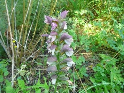Acanthus_hung542klein.JPG