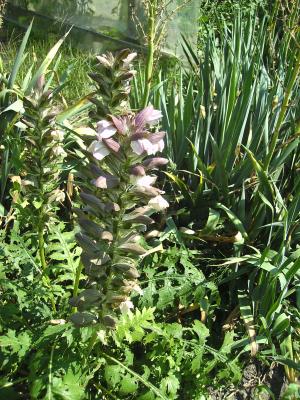 meinAcanthus.jpg