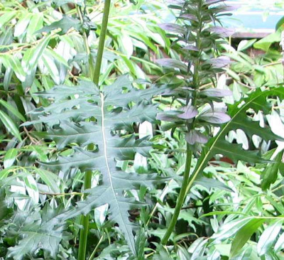 acanthusax2.jpg